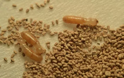 Termite frass is a common sign of termites in Henrico VA - Loyal Termite & Pest Control