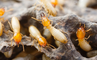 What makes my home at risk for termites in Henrico VA? - Loyal Termite & Pest Control