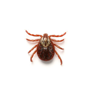 American Dog Tick identification in Eastern and Central Virginia - Loyal Termite & Pest Control