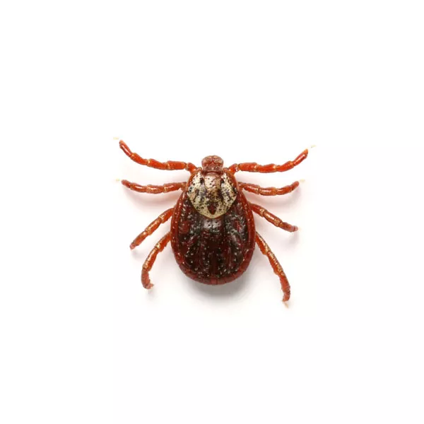 American Dog Tick identification in Eastern and Central Virginia - Loyal Termite & Pest Control