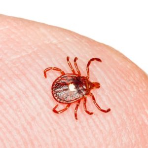 Lone star tick identification in Eastern and Central VA - Loyal Termite & Pest Control