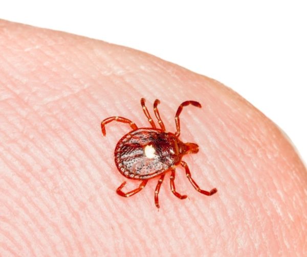 Lone star tick identification in Eastern and Central VA - Loyal Termite & Pest Control