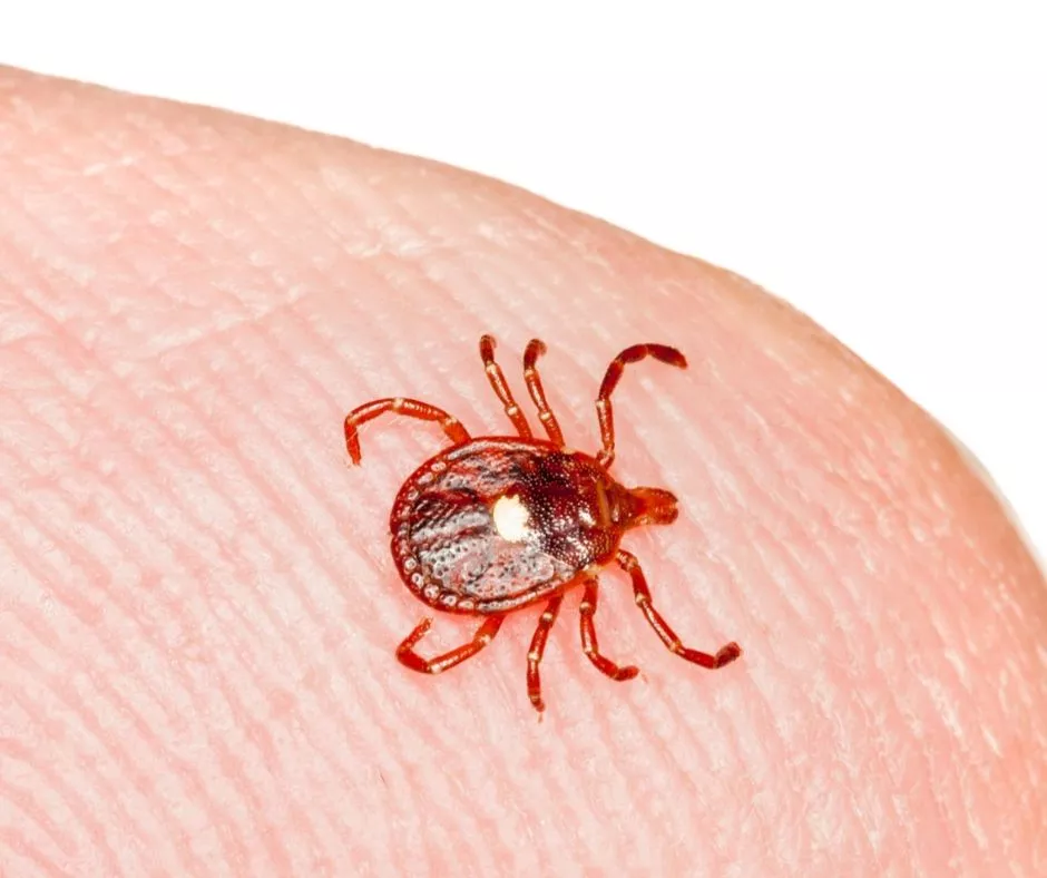 Lone Star Tick & | Ticks & Eastern Virginia