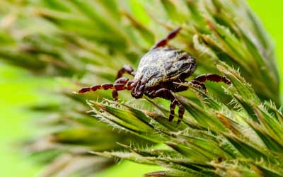 American dog tick found in Richmond VA - Loyal Termite & Pest Control