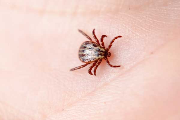 What ticks might look like in Central & Eastern Virginia - Loyal Termite & Pest Control