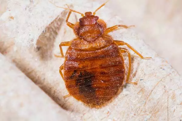 Carpet Beetle Vs Bed Bug How To Tell In Richmond Virginia