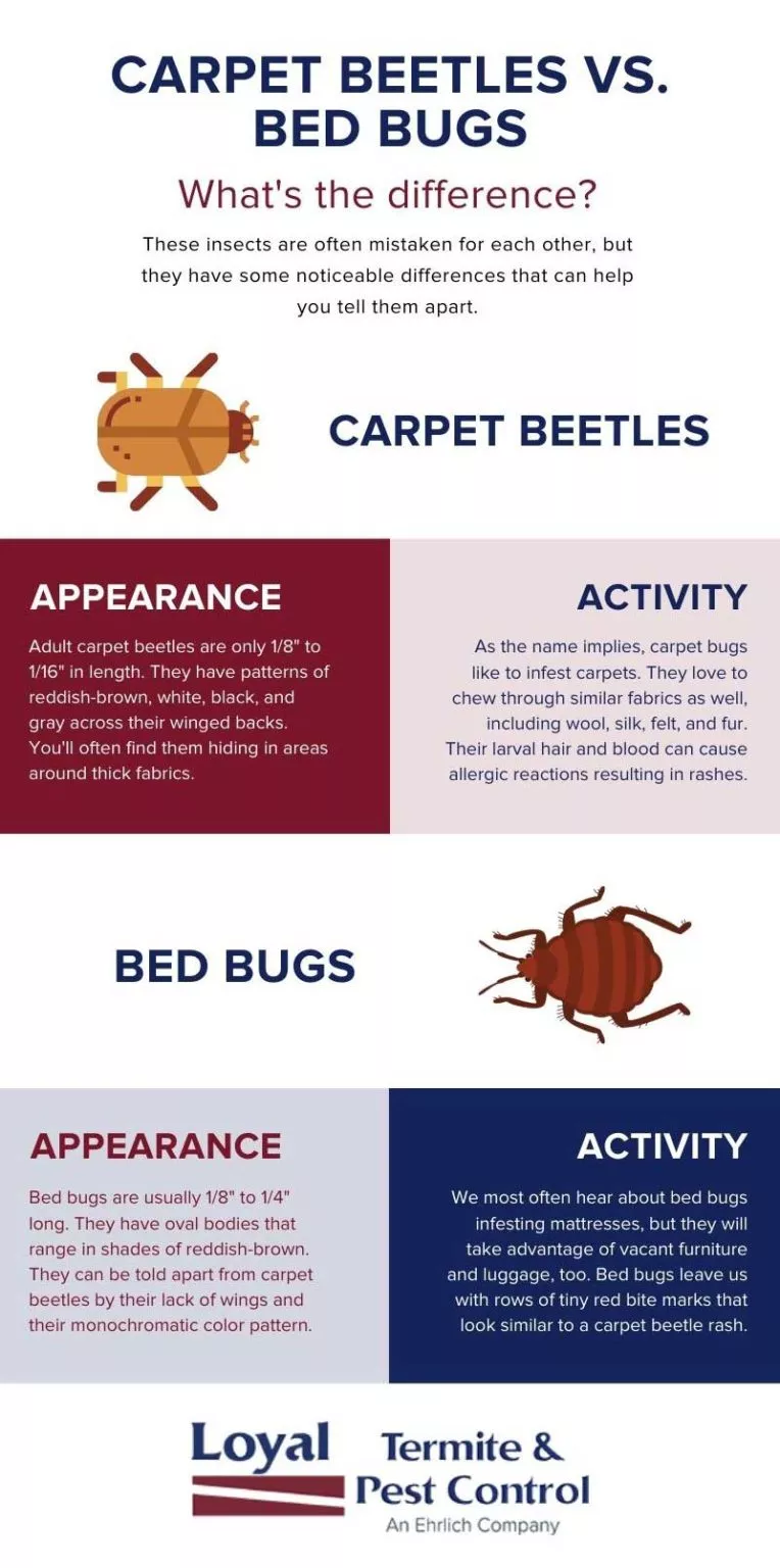 Carpet Beetle vs Bed Bug how to tell in Richmond Virginia