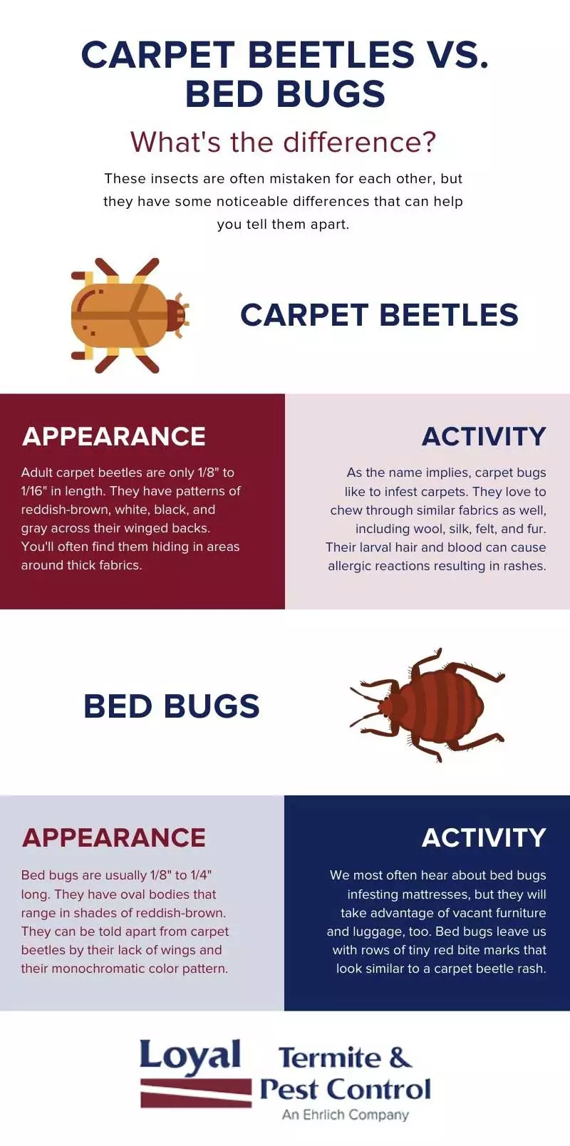 Infographic: guide to telling apart carpet beetles and bed bugs in Eastern and Central Virginia - Loyal Termite & Pest Control