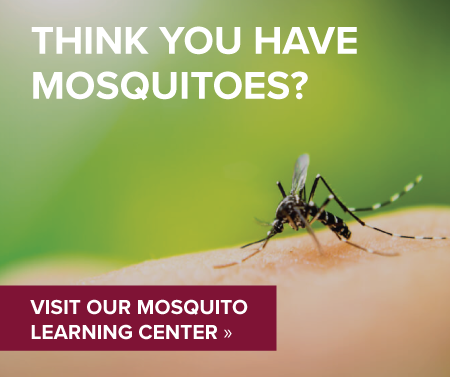 Learn about Mosquitoes from our Mosquito Learning Center; Loyal Termite & Pest Control