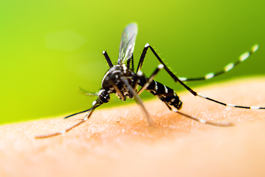 Mosquito Identification in Eastern and Central Virginia - Loyal Termite & Pest Control