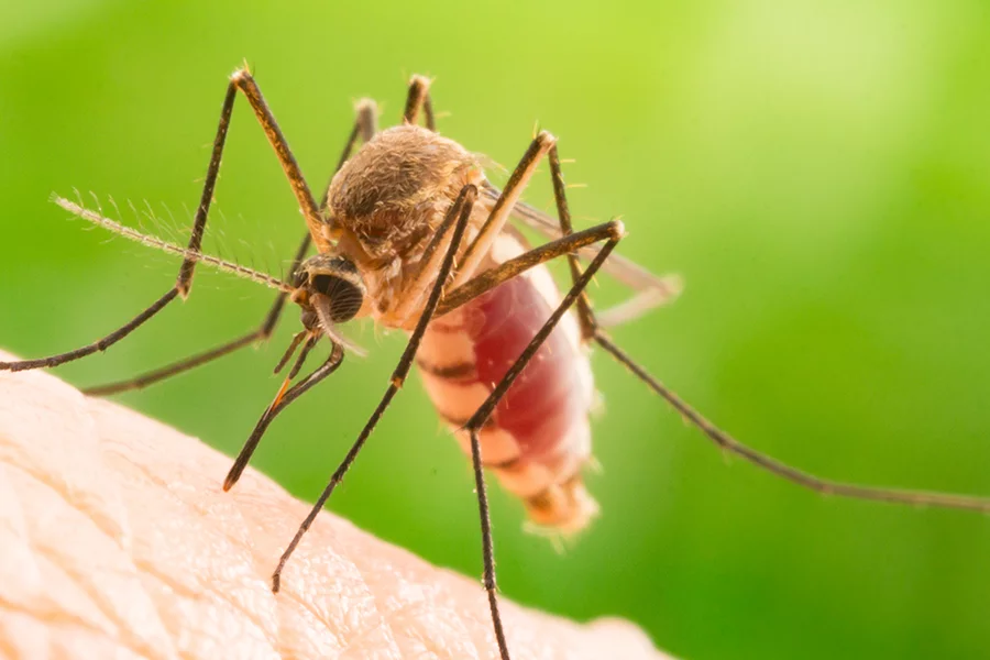 Mosquito Prevention in Eastern and Central Virginia - Loyal Termite & Pest Control