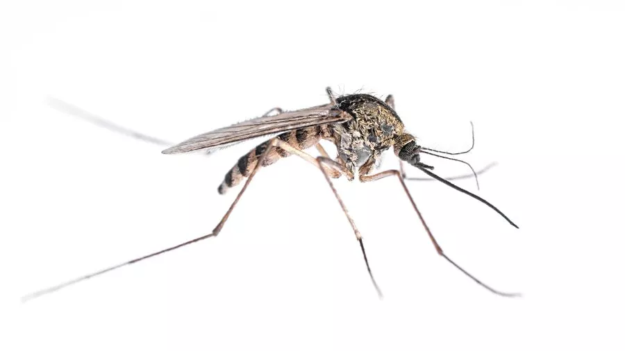 What do mosquitoes look like in Eastern and Central Virginia - Loyal Termite & Pest Control