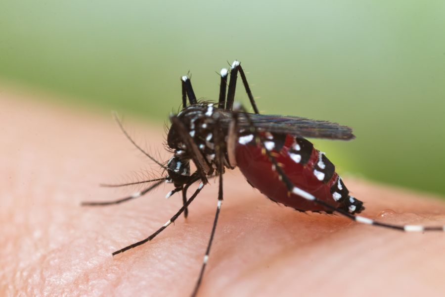 Can mosquitoes transmit HIV or AIDS in Eastern and Central Virginia - Loyal Termite & Pest Control