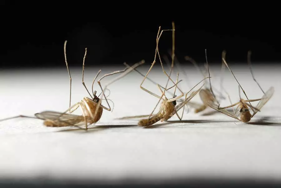 What is the lifespan of a mosquito in Eastern and Central Virginia - Loyal Termite & Pest Control