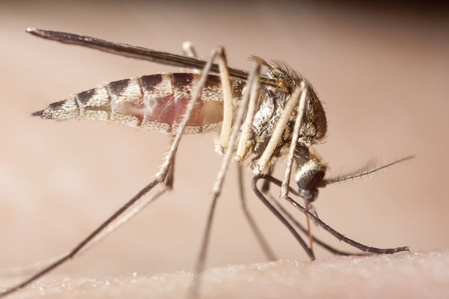 What diseases do mosquitoes spread in Eastern and Central Virginia - Loyal Termite & Pest Control