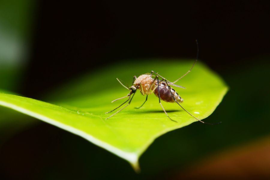 What do mosquitoes eat in Eastern and Central Virginia - Loyal Termite & Pest Control
