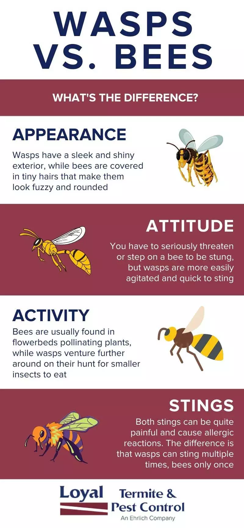 Differences between wasps and bees in Eastern & Central Virginia - Loyal Termite & Pest Control
