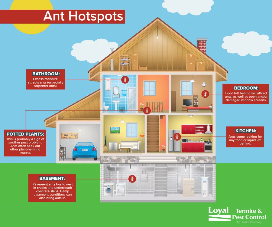Ant hotspots in Eastern & Central VA - Loyal Termite & Pest Control