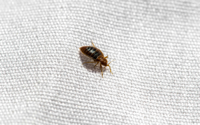Bed bugs travel easily in Eastern & Central VA - Loyal Termite & Pest Control