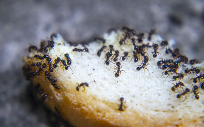 Why do ants suddenly appear in Virginia homes? Loyal Termite & Pest Control