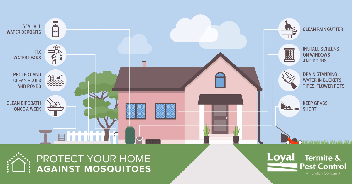 How to protect your yard from mosquitoes - Loyal Termite & Pest Control