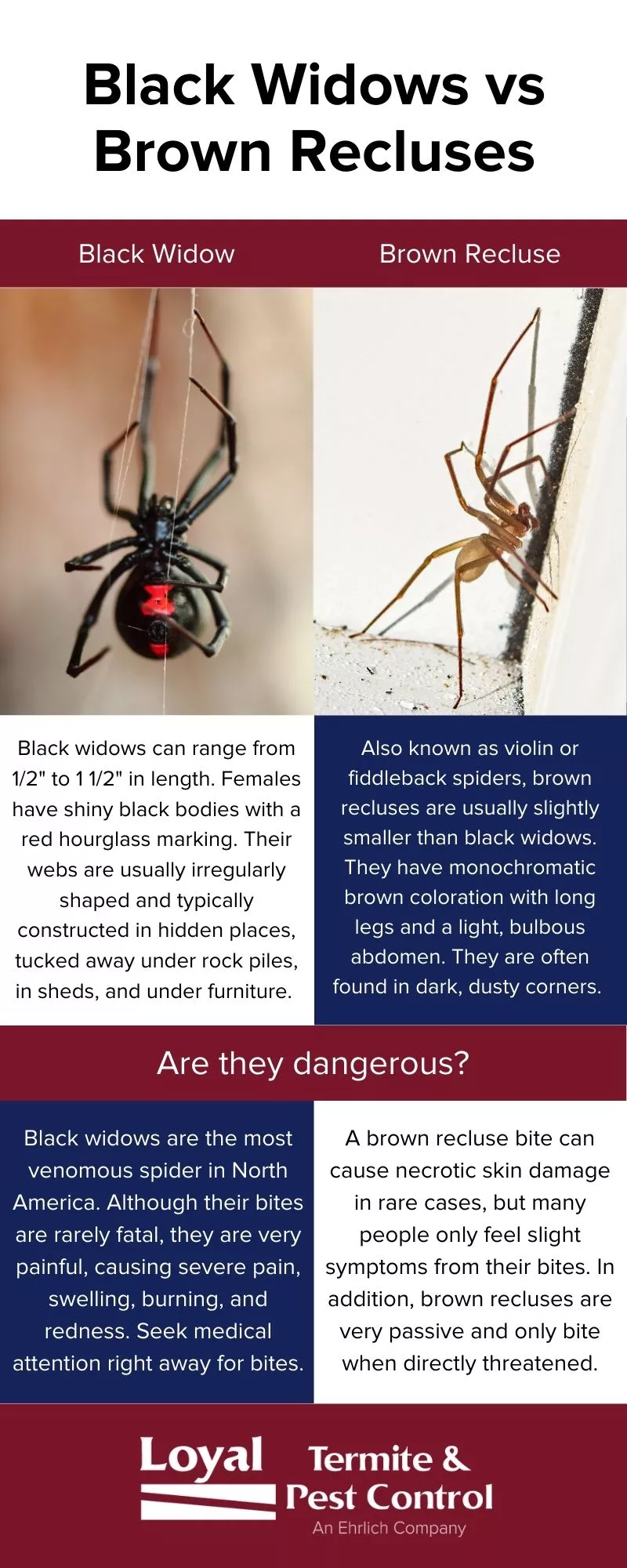 The difference between black widows and brown recluses in Eastern & Central Virginia - Loyal Termite & Pest Control