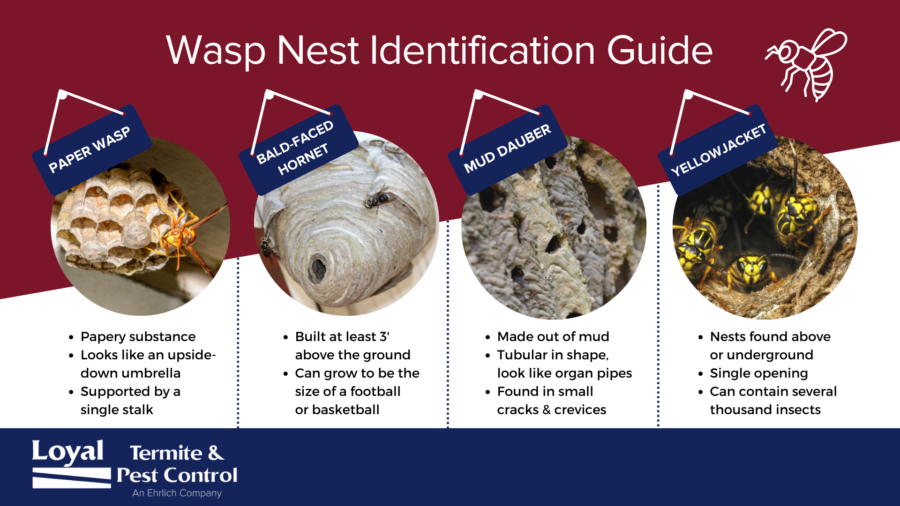 Wasp nest identification guide - Loyal Termite & Pest Control