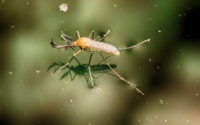 What mosquitoes look like in Eastern & Central Virginia - Loyal Termite & Pest Control