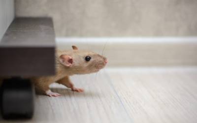 What a rat in your house might look like in Eastern & Central Virginia - Loyal Termite & Pest Control