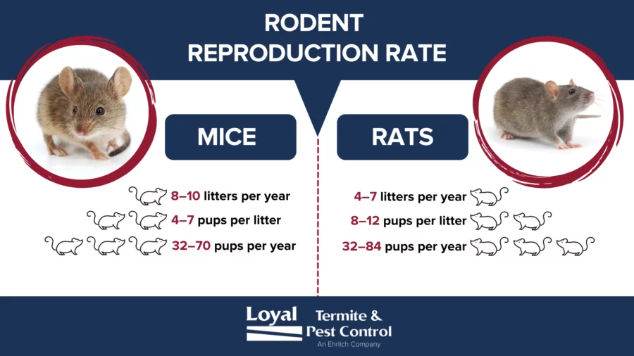 Rodent reproduction rate infographic - Loyal Termite & Pest Control
