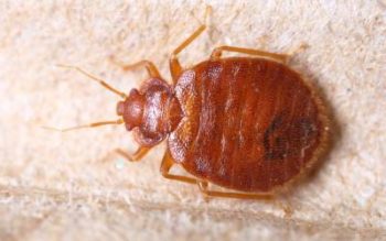 What bed bugs look like in Eastern & Central Virginia - Loyal Termite & Pest Control