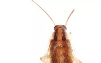 What German cockroaches look like in Eastern & Central Virginia - Loyal Termite & Pest Control