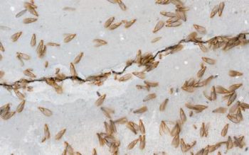What winged termites look like in Eastern & Central Virginia - Loyal Termite & Pest Control