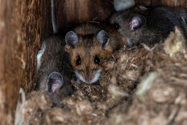 What mice look like in Eastern & Central VA - Loyal Termite & Pest Control