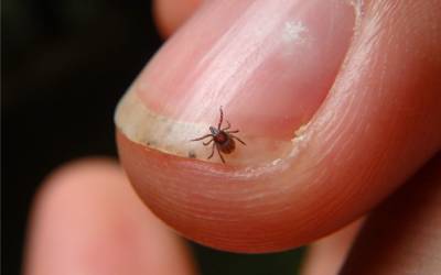 Finding ticks in Eastern & Central VA - Loyal Termite & Pest Control