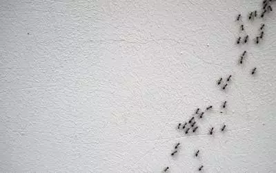 Ants infesting bathrooms in Eastern & Central VA - Loyal Termite & Pest Control