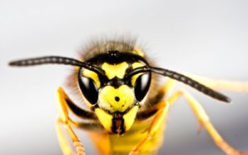 Close up image of wasp's face