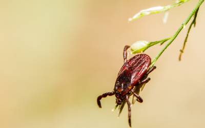 An American dog tick