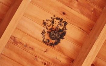 Fall pests -wasp nest in ceiling