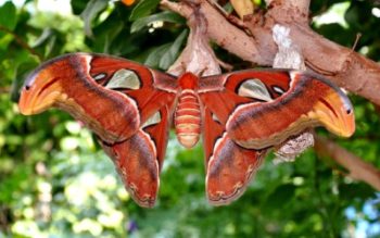 Brightly colored Atlas moth perched on branch in tree