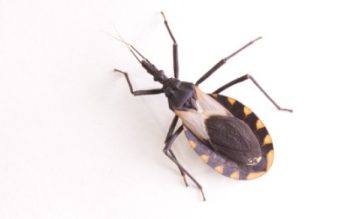 A kissing bug on a white background