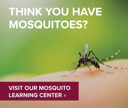 "Think you have mosquitos?" Learning Center graphic
