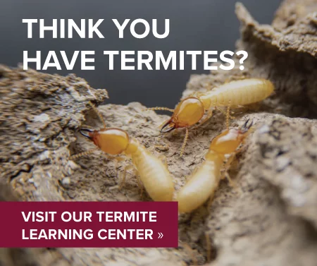 "Think you have termites?" Learning Center graphic