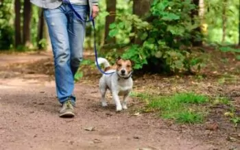 this dog wants to know what it can do to avoid ticks during fun summertime hikes