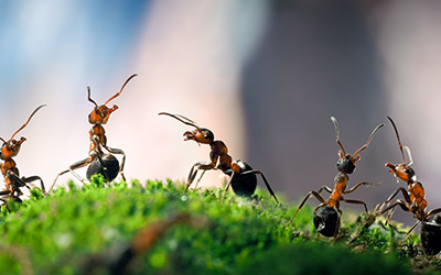 Ants on grassy hill in Virginia | Loyal Pest Control