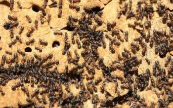 Carpenter ant swarm in Virginia | Loyal Pest Control
