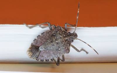 stink bug invades Virginia home - loyal pest control tells you how to get rid of stink bugs