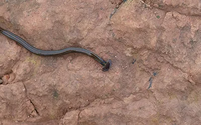 Hammerhead worm in Virginia | Loyal Pest Control