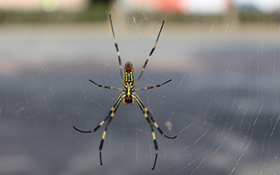 Joro Spider in virginia | loyal pest control