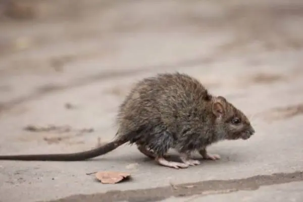 Small, brown rat looking for food. Rodent Identification in Virginia can be tricky without the help of a rodent exterminator. Learn how to identify rodents from the experts at Loyal Termite and Pest Control.